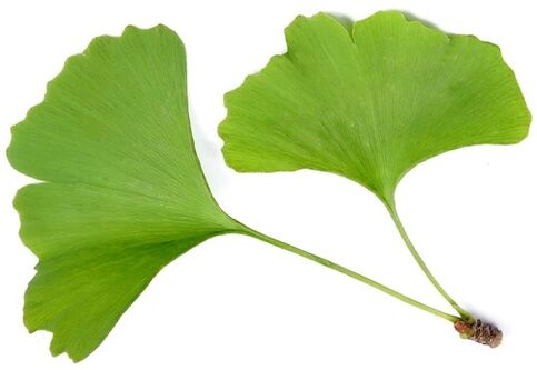 Insunol contient du Ginkgo biloba